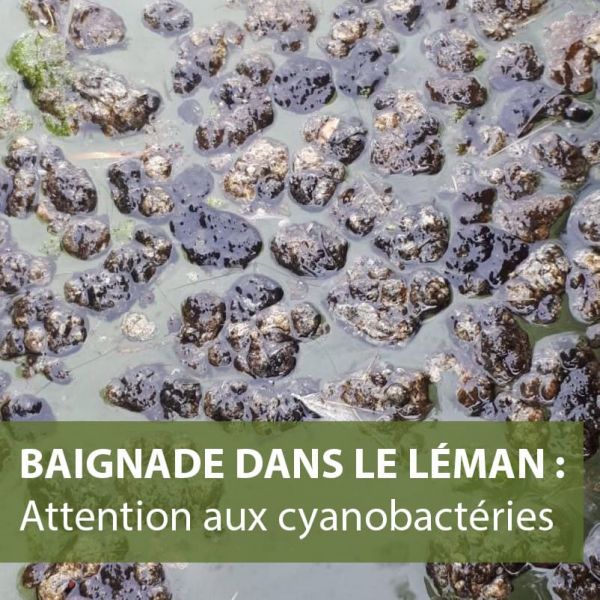 202007-cyano-onnens-porchet4-copie.jpg